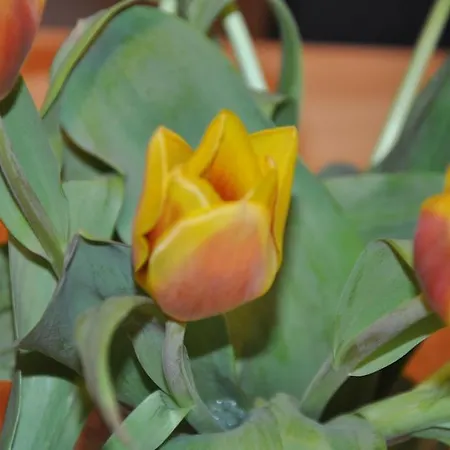 贝恩卡斯特尔屈斯度假酒店 公寓