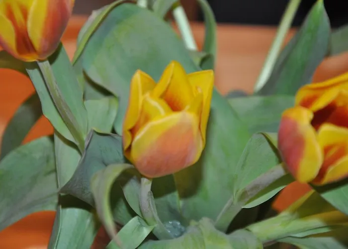 Fewo-bernkastel-kues Apartamento